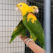 Double Yellow Head Amazons for sale