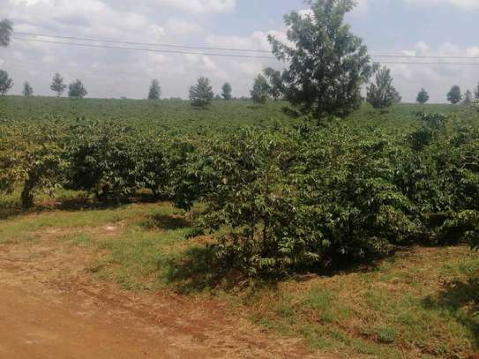1000 Acres Land For Sale Red Soil 5km off Thika super highway clean Tittle Deed