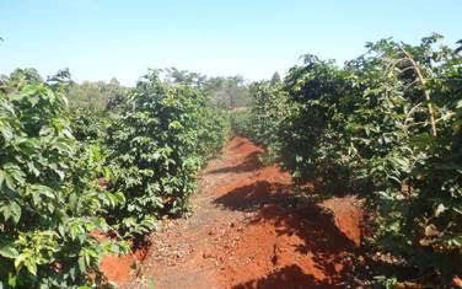 1000 Acres Land For Sale Red Soil 5km off Thika super highway clean Tittle Deed