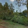 Real Estate-Land for sale in Karen Plains 1.3 ACRES 70M Ready Title Deed QUICK SALE Exclusive 13